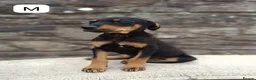 Mixed Breed dogs for sale: Huntaway X kelpie pups  - Advert 1