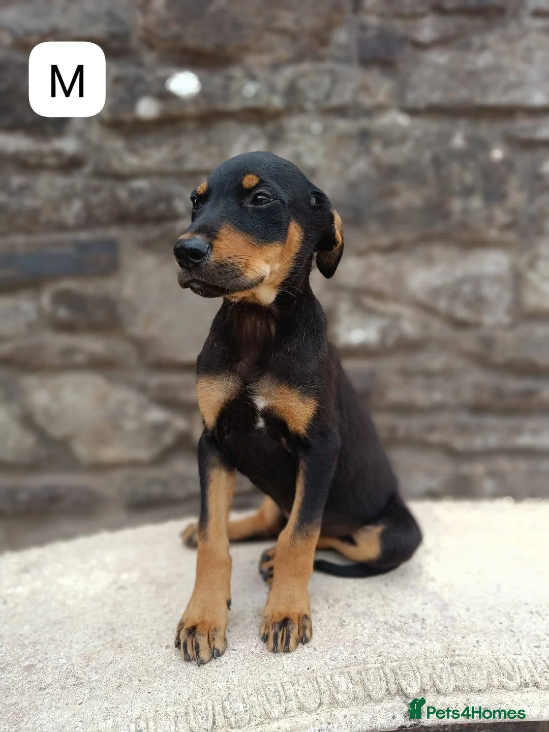 Mixed Breed dogs for sale: Huntaway X kelpie pups  - Advert 1
