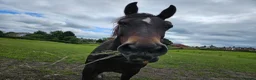 Welsh Section D horses for sale: Section D mare  - Advert 17