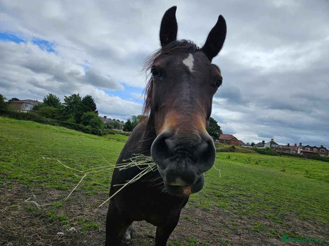 Welsh Section D horses for sale: Section D mare  - Advert 17