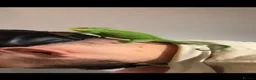 Chameleon reptiles for sale: Female veiled-chameleon  in Ferndale - Advert 5