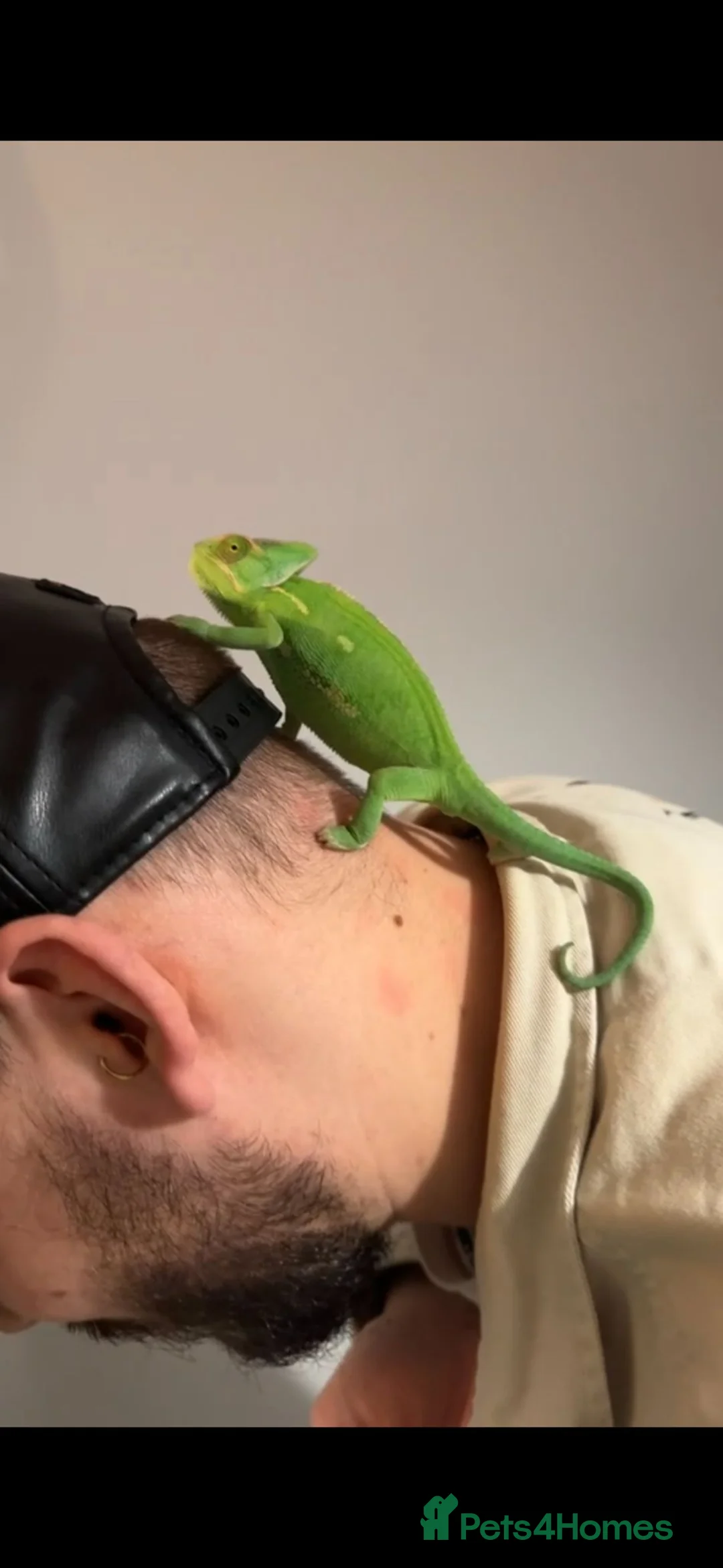 Chameleon reptiles for sale: Female veiled-chameleon  in Ferndale - Advert 5