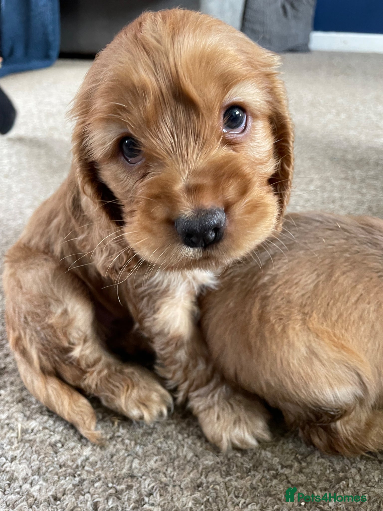 Cocker Spaniel dogs Stunning Show Cocker spaniels  - Advert 3