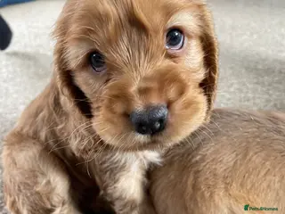 Cocker Spaniel dogs Stunning Show Cocker spaniels - Advert 3