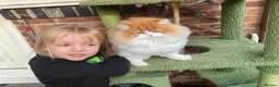 Persian cats for sale: Ginger Persian male looking for a loving home in South Shields - Advert 2