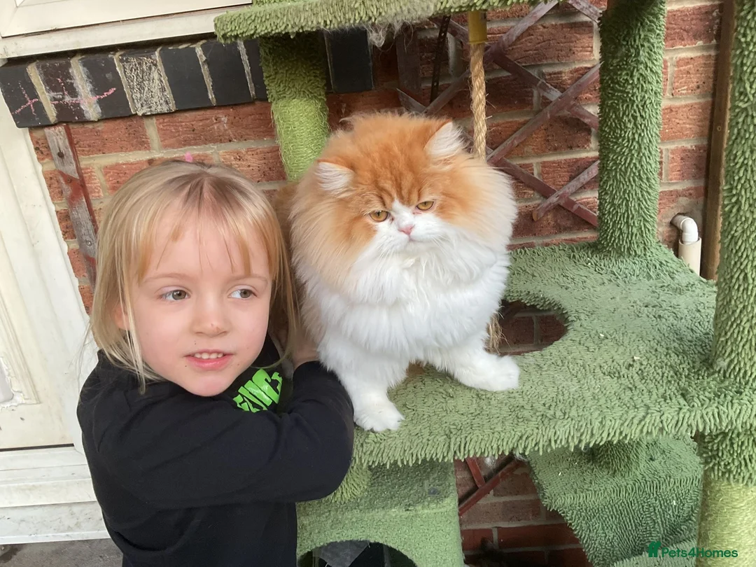 Persian cats for sale: Ginger Persian male looking for a loving home in South Shields - Advert 2