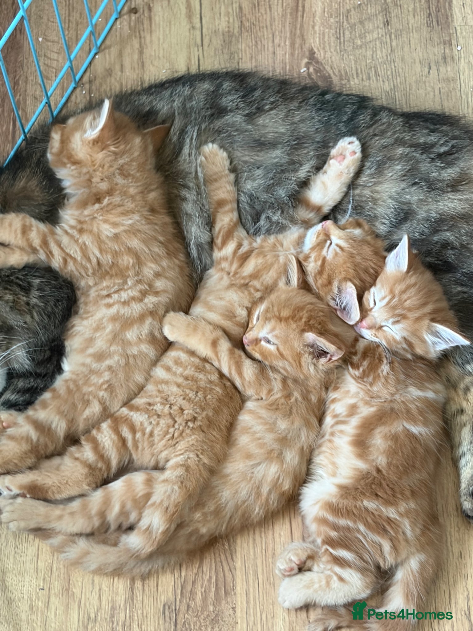 Mixed Breed cats for sale: 4 beautiful male ginger kittens  in Bristol - Advert 1
