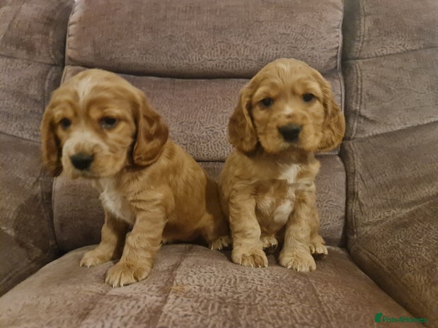 Cocker Spaniel dogs Golden Cocker Spaniel puppies - Advert 7