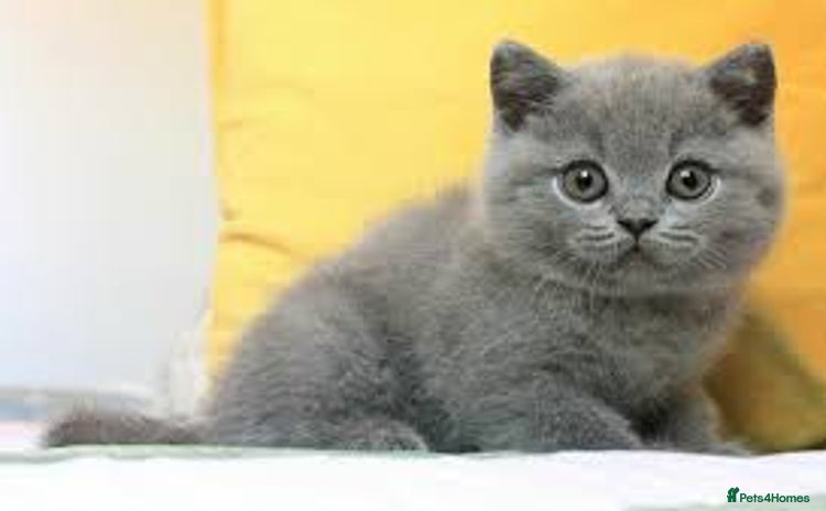 British Shorthair cats - Advert 10