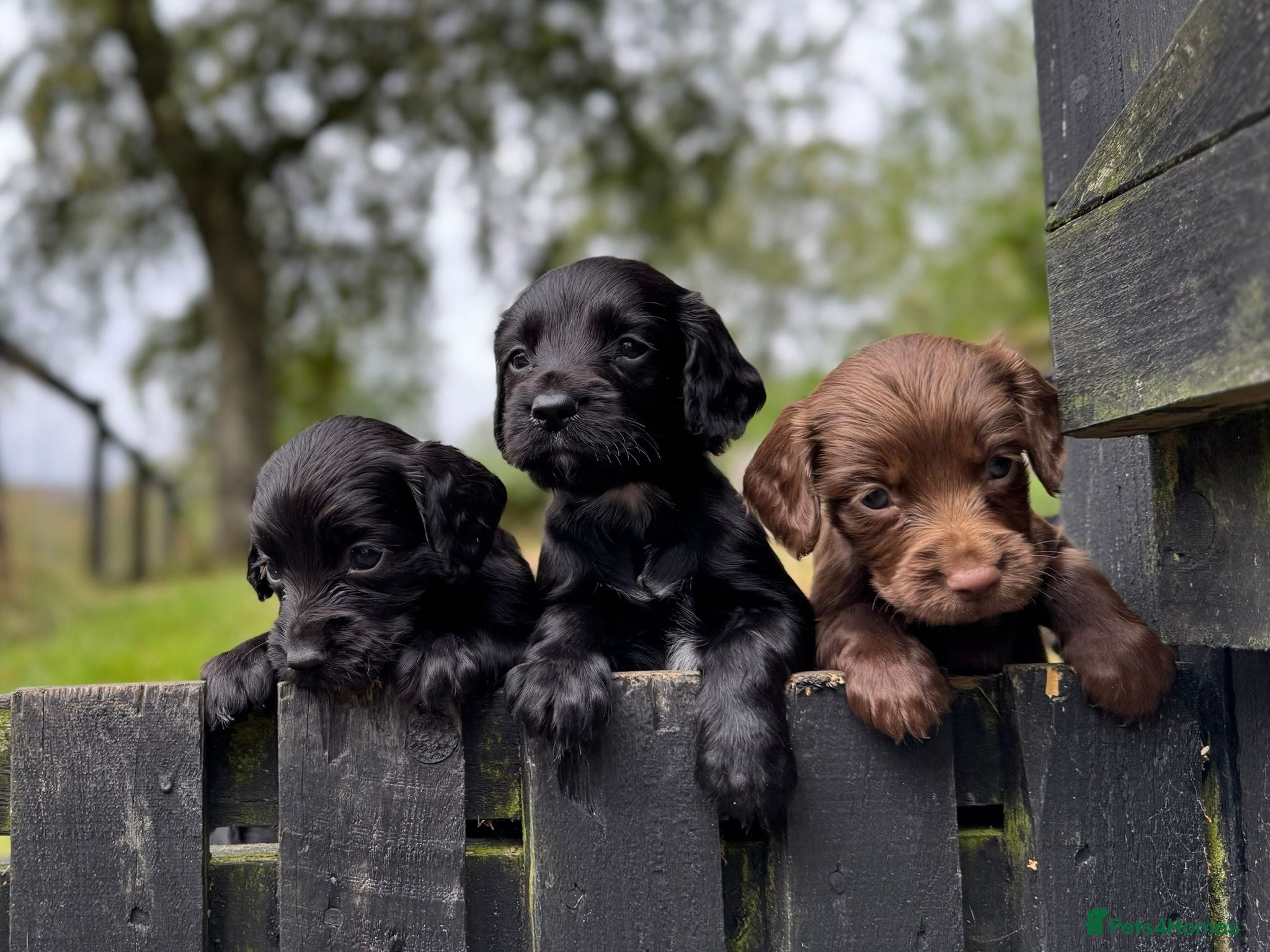 Sprocker dogs Sprocker puppies make ideal pets! - Advert 1