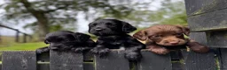 Sprocker dogs for sale: Sprocker puppies make ideal pets! - Advert 1