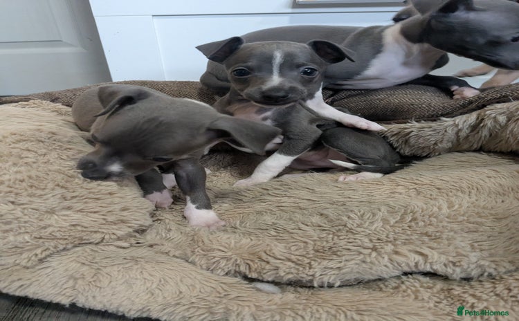 Italian Greyhound dogs - Advert 1