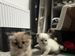 Ragdoll cats Beautiful Ragdoll kittens - Advert 2