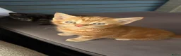 Mixed Breed cats for sale: Kittens 🐈‍⬛  - Advert 8