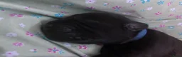 Goldador dogs for sale: 8 gorgeous black goldadors  in Corby - Advert 8
