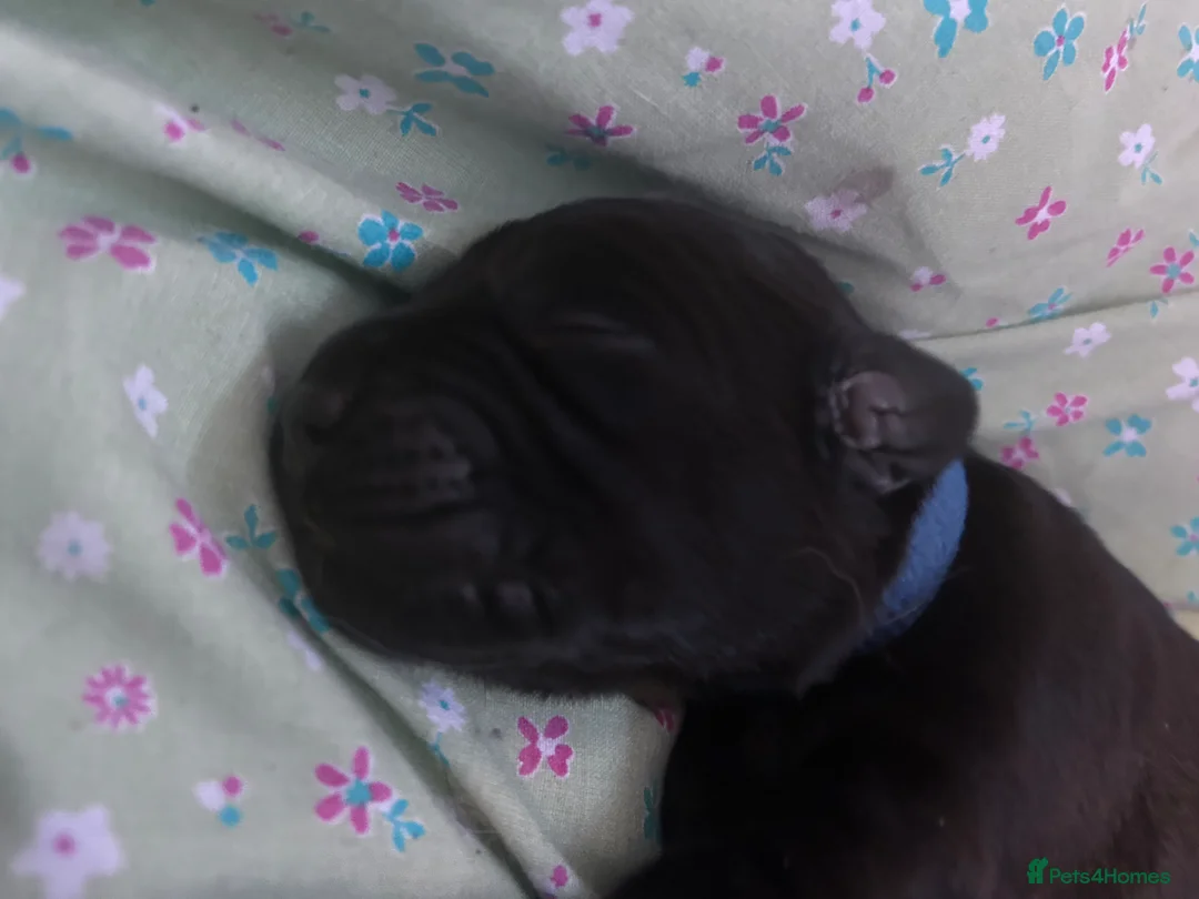 Goldador dogs for sale: 8 gorgeous black goldadors  in Corby - Advert 8