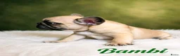 French Bulldog dogs for sale: ❤️3 beautiful french bulldog puppies❤️ - Advert 5