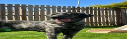 Portuguese Sheepdog dogs for sale: Portuguese cattle dog  in Sutton-in-Ashfield - Advert 3