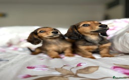Dachshund dogs for sale: Kc . Reg. miniature longhair dachshund puppies  - Image 9