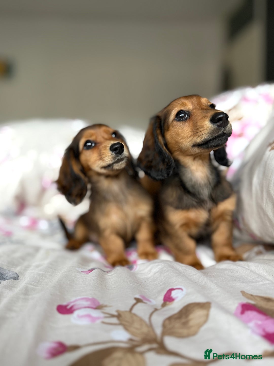 Dachshund dogs for sale: Kc . Reg. miniature longhair dachshund puppies  - Image 9