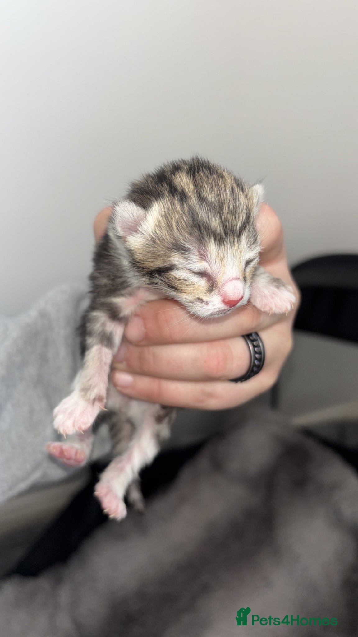 Mixed Breed cats Kittens  - Advert 1