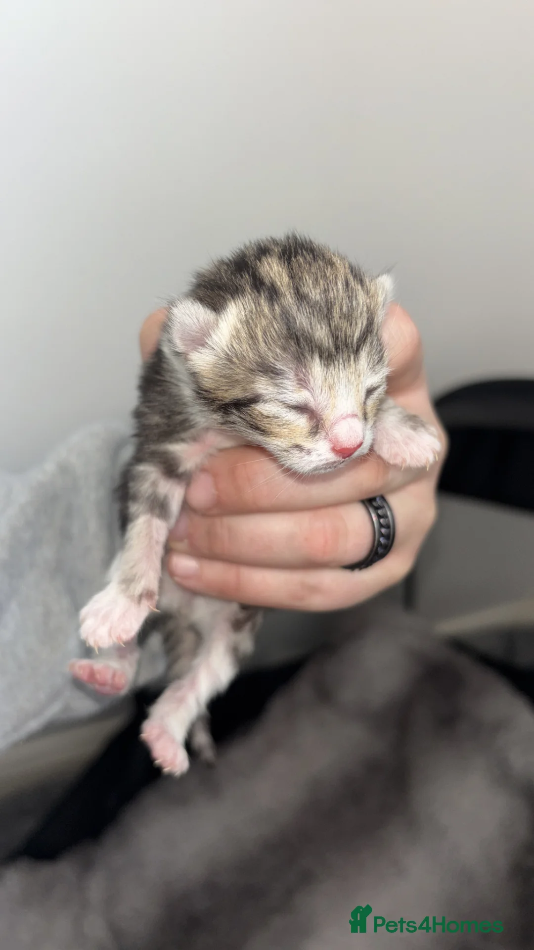 Mixed Breed cats for sale: Kittens  - Advert 1