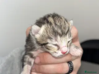 Mixed Breed cats Kittens - Advert 1