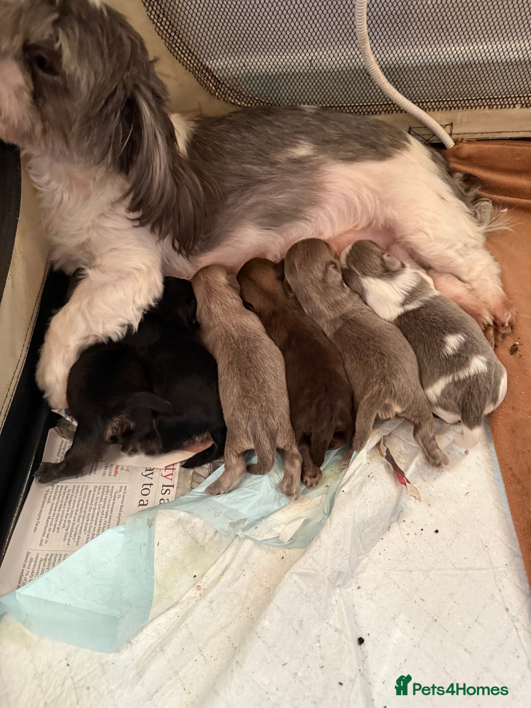 Shih Tzu dogs for sale: Super cute Shih tzu pups - Advert 14