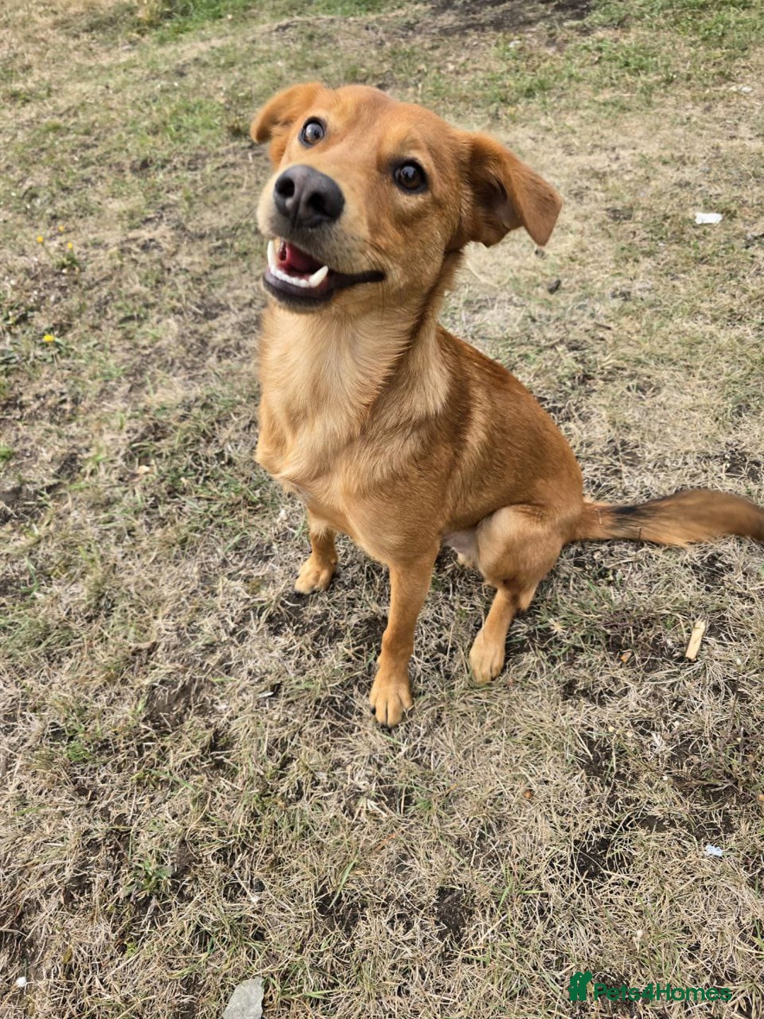Mixed Breed dogs for adoption: URGENT: 💙ARCHIE & ARNY – Two Ginger Love-Bugs💙 - Advert 5