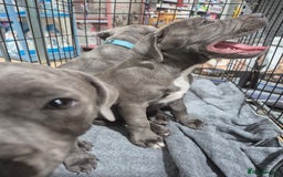 Staffordshire Bull Terrier dogs for sale: **Ready To Leave**KC Blues Champ Blood in Coventry - Image 27