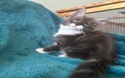Maine Coon cats for sale: 4 LEFT! Tica registered non active mainecoons - Image 6