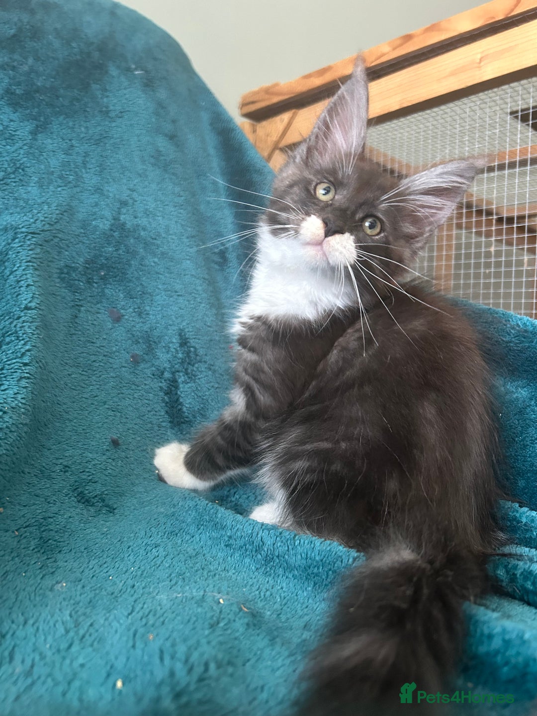 Maine Coon cats for sale: 4 LEFT! Tica registered non active mainecoons - Image 6