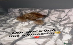 Cocker Spaniel dogs for sale: Meet Daisy – looking for her forever home❤️ - Advert 23