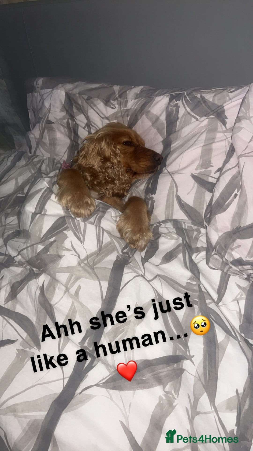 Cocker Spaniel dogs for sale: Meet Daisy – looking for her forever home❤️ - Advert 23