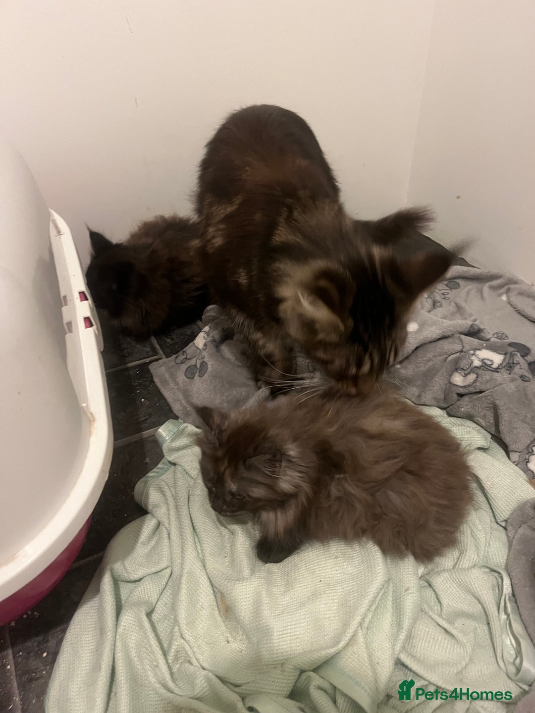 Maine Coon cats for sale: 2 girl main coon kittensFor sale  - Advert 7