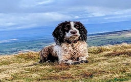 Sprocker dogs for sale: Sprocker puppies  - Image 8