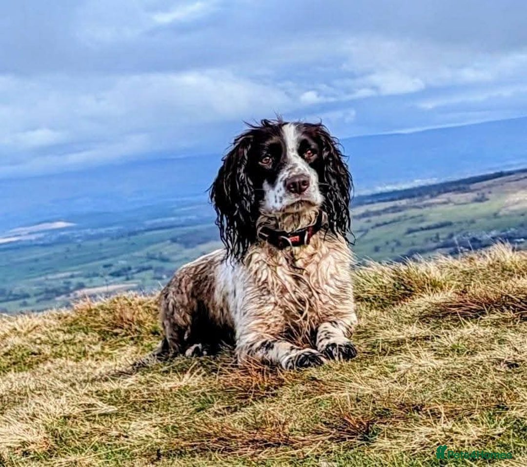 Sprocker dogs for sale: Sprocker puppies  - Image 8