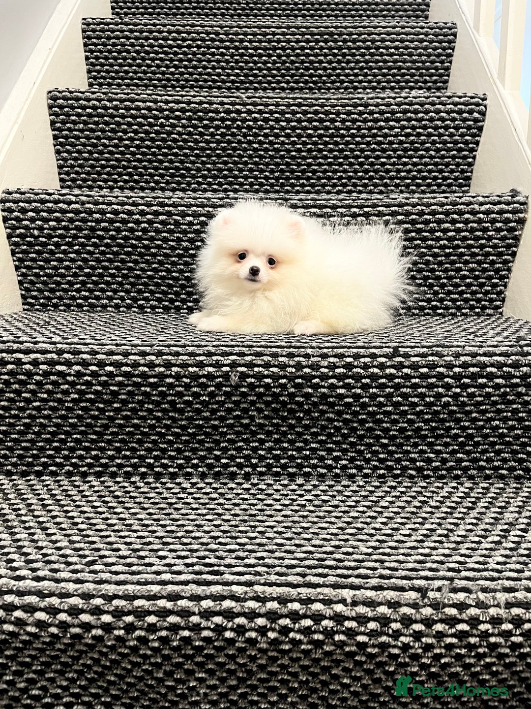 Pomeranian dogs for sale: ❤️ Very Small Quality Girl ❤️ - Image 5