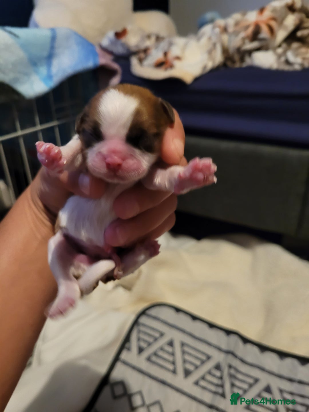 Shihpoo dogs for sale: Shitzu  - Image 20