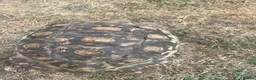 Tortoise reptiles for sale: Leopard tortoises for sale  - Advert 5