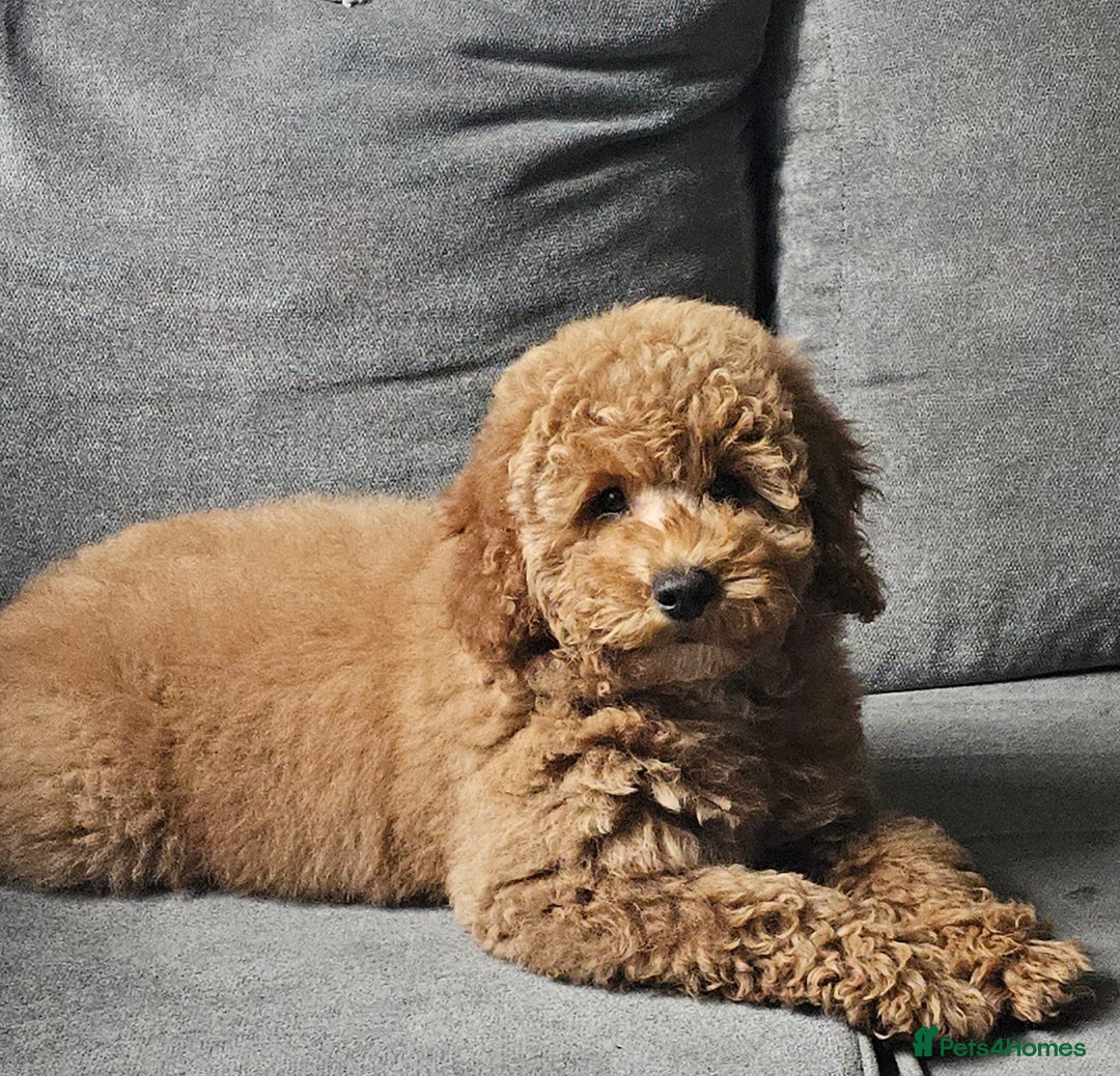 Cockapoo dogs for sale: Female Cockapoo for sale  - Image 2