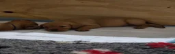 Labrador Retriever dogs for sale: Stunning Chunky KC Registered Red Labrador Puppies - Advert 14