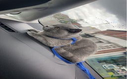 British Shorthair cats for sale: with all his belongings-litter box,bed,bowls,toys. - Image 8