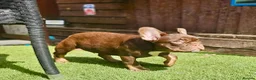French Bulldog dogs for sale: 4 rojo male frenchie puppys - Advert 17