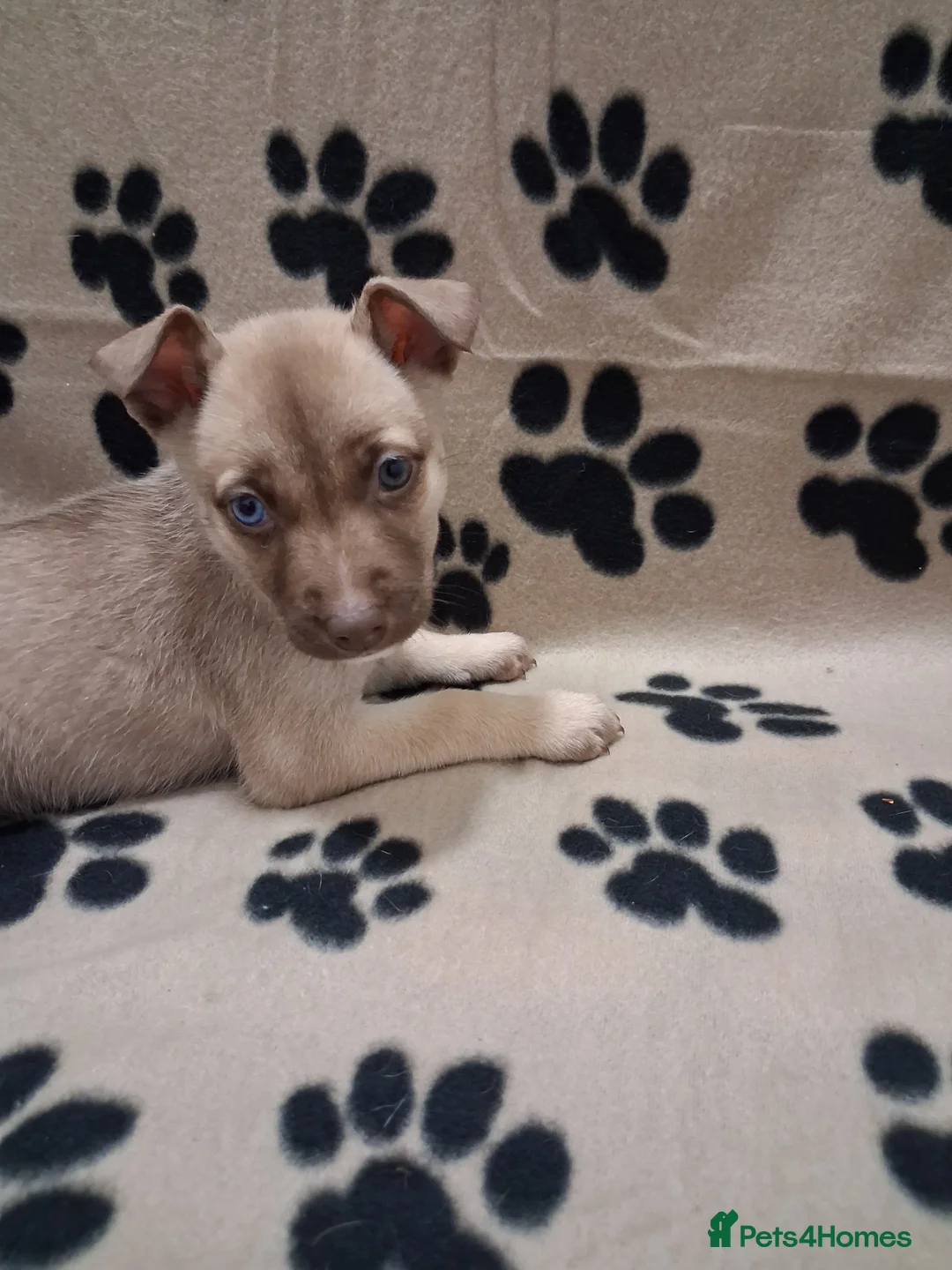 Mixed Breed dogs for sale: Agouti Husky Cross puppies  - Advert 28