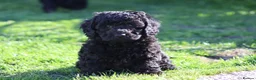 Cavapoochon dogs for sale: Beautiful Cavapoochon puppies for sale - Advert 4