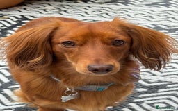 Dachshund dogs for stud: Miniature Red Long Haired Dachshund For Stud  - Image 6