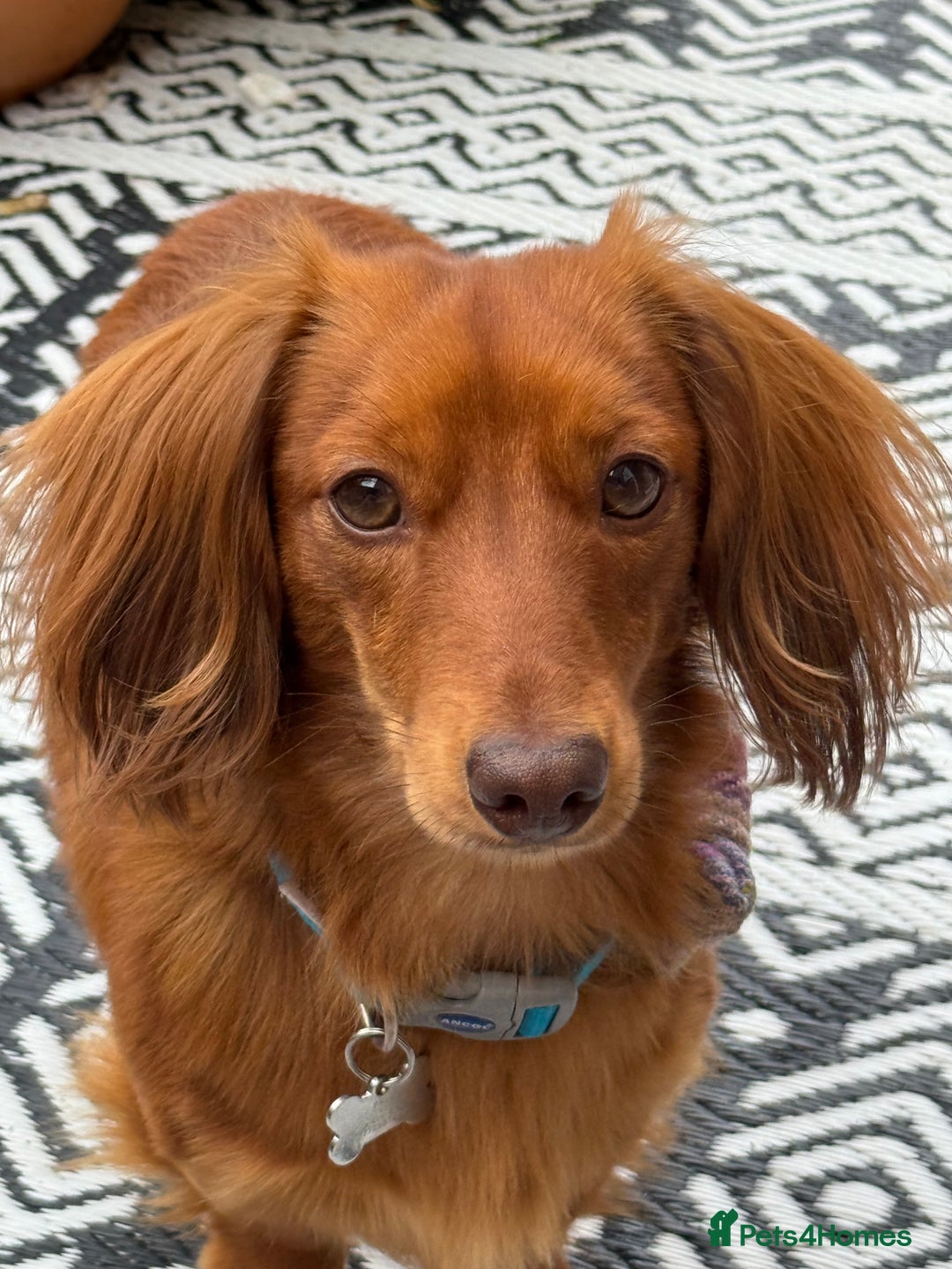 Dachshund dogs for stud: Miniature Red Long Haired Dachshund For Stud  - Image 6
