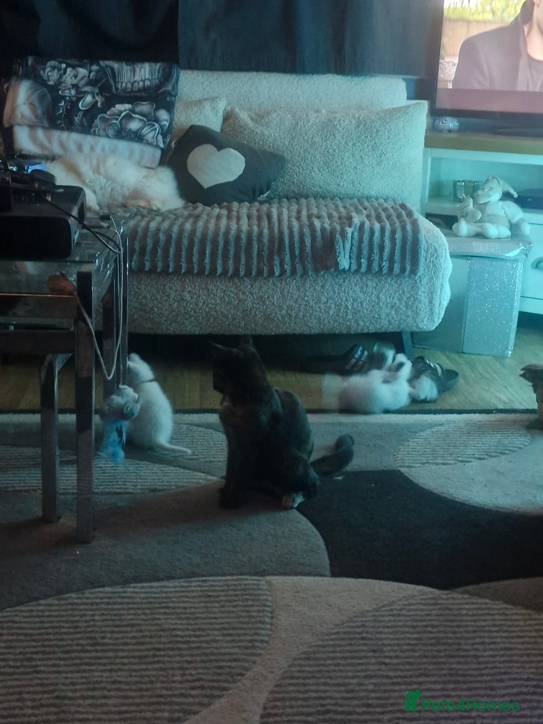 Mixed Breed cats for sale: Beautiful Siamese cross kittens - Advert 18