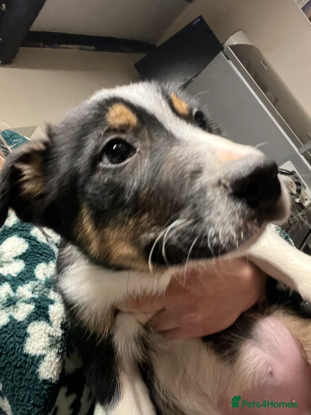 Border Collie dogs for sale: Ted! - Proven Working Border Collie Puppy! - Advert 18